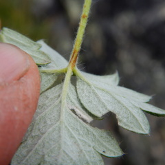 Potentilla subvahliana