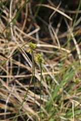 Carex tenuiflora