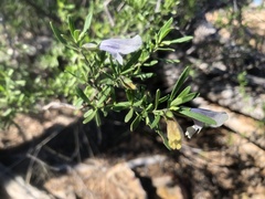 Prostanthera ringens