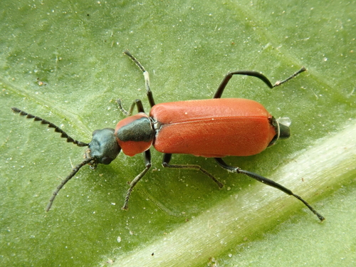 Red Malachite Beetle, photo 2 of 10