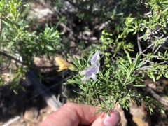 Prostanthera ringens