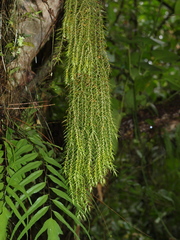 Phlegmariurus phylicifolius