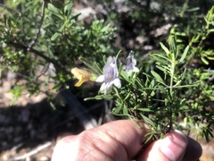 Prostanthera ringens