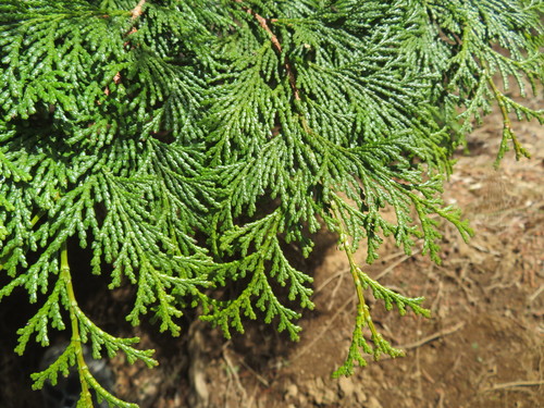 Hinoki cypress