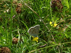 Polyommatus icarus