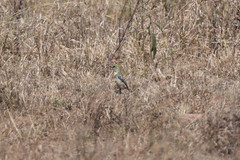 Trachyphonus darnaudii usambiro