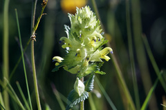 Rhinanthus freynii