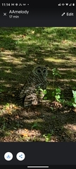 Strix