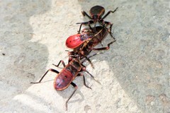 Macrocheraia grandis