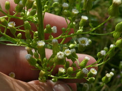 Erigeron canadensis