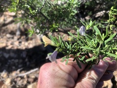 Prostanthera ringens
