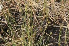 Carex tenuiflora
