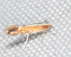 Cameraria conglomeratella