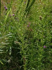 Erigeron canadensis