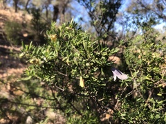 Prostanthera ringens