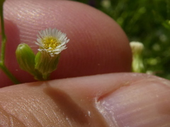 Erigeron canadensis