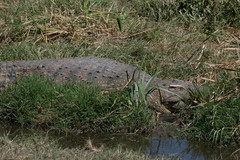 Crocodylus niloticus africanus