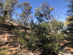 Prostanthera ringens