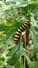 Tyria jacobaeae