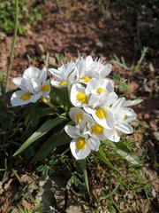 Moraea falcifolia