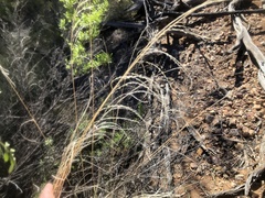 Leptochloa decipiens