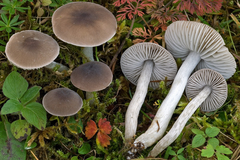 Dermoloma cuneifolium