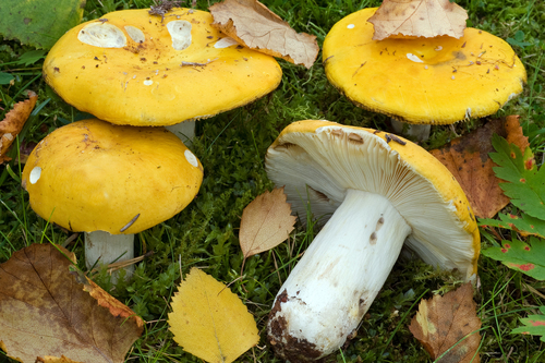 Yellow Swamp Brittlegill