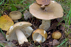 Russula clavipes