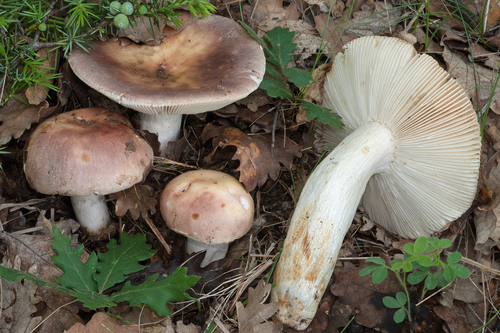 The Flirt