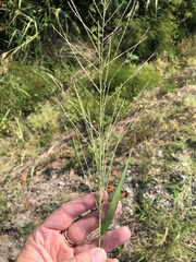 Leptochloa panicea