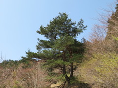 Pinus densiflora