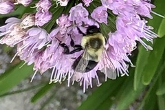 Bombus impatiens
