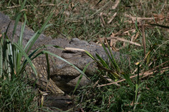 Crocodylus niloticus africanus