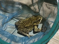 Duttaphrynus melanostictus