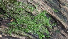 Sematophyllaceae