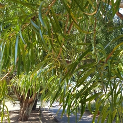 Podocarpus henkelii