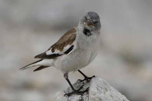 Foto de White-winged Snowfinch