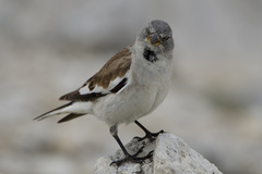 White-Winged Snowfinch photo 5