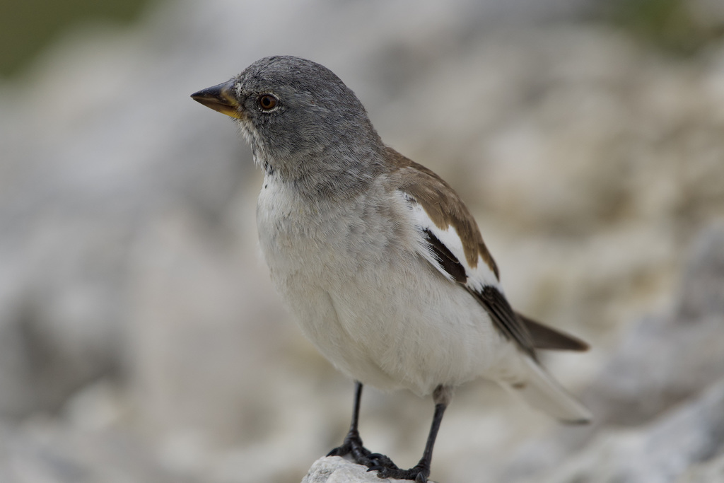 White-winged Snowfinch
