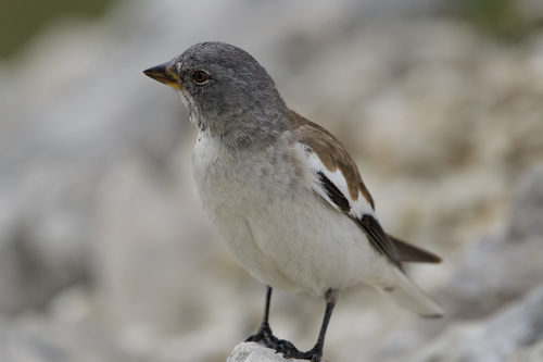 White-winged Snowfinch (Montifringilla nivalis), photo 9