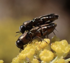 Anthaxia umbellatarum