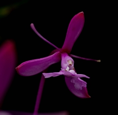 Epidendrum ionodesme