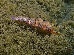 Austraeolis