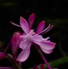 Epidendrum ionodesme