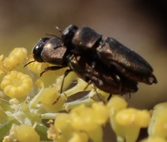 Anthaxia umbellatarum