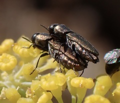 Anthaxia umbellatarum