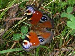 Aglais io