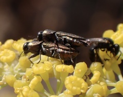 Anthaxia umbellatarum