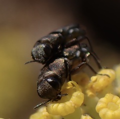 Anthaxia umbellatarum