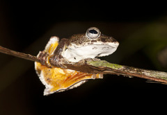 Rhacophorus annamensis